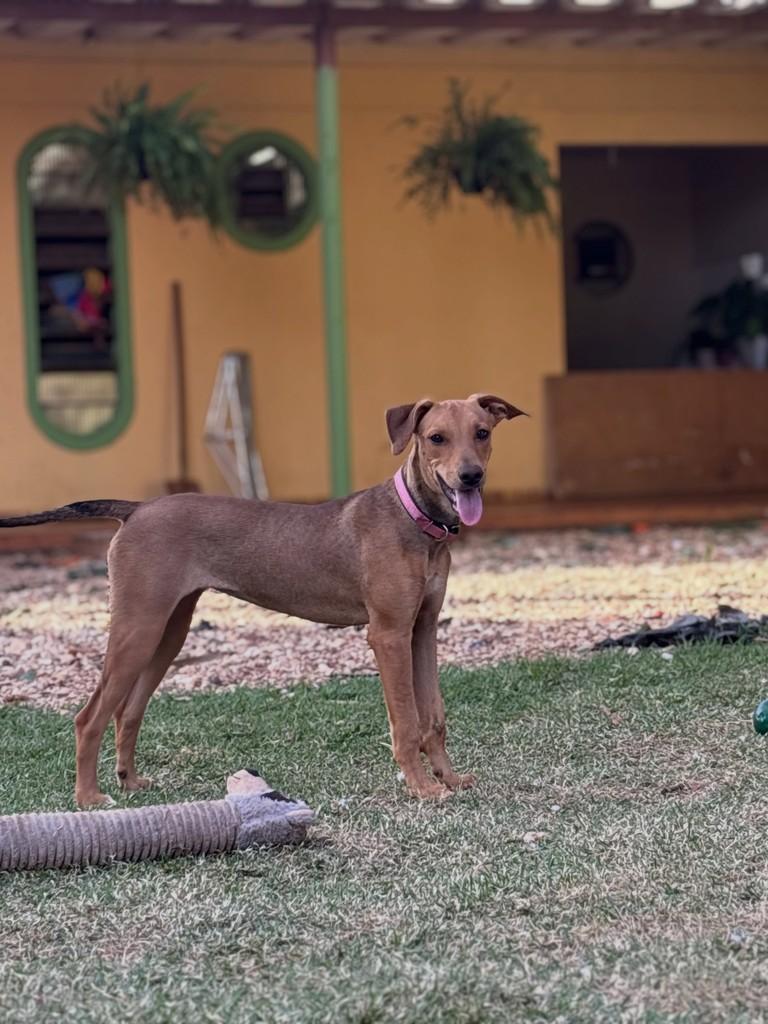 Soso, cadela de porte médio para adoção em Goiânia - GO