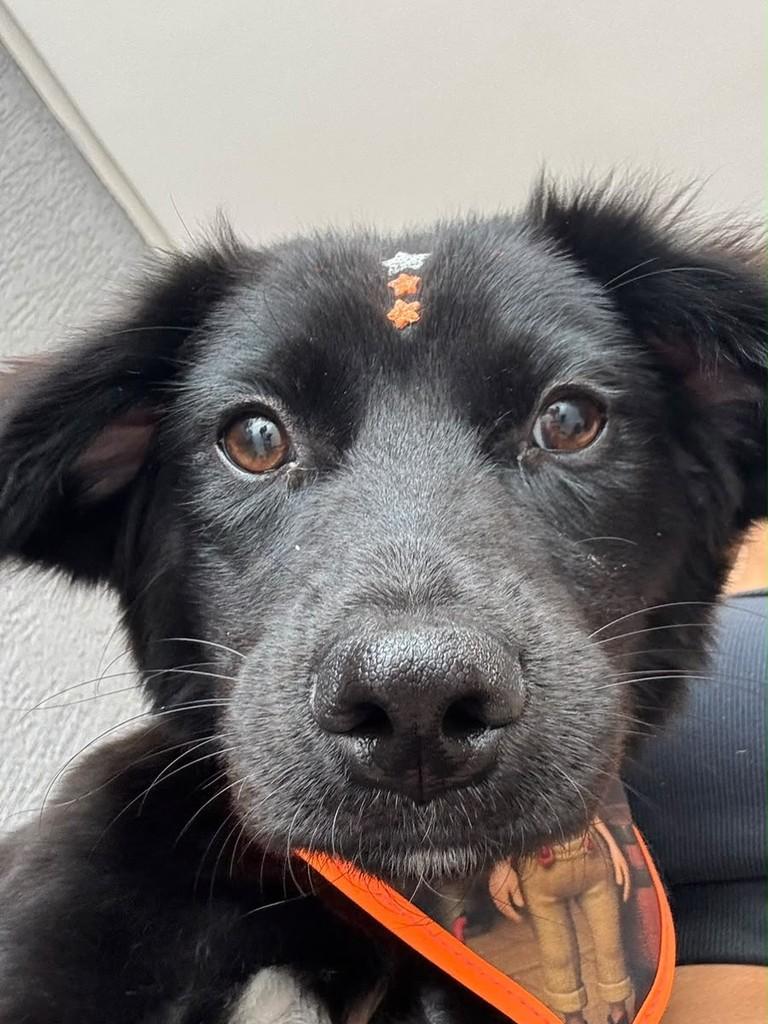 Jorge, cachorro de porte médio para adoção em Goiânia - GO