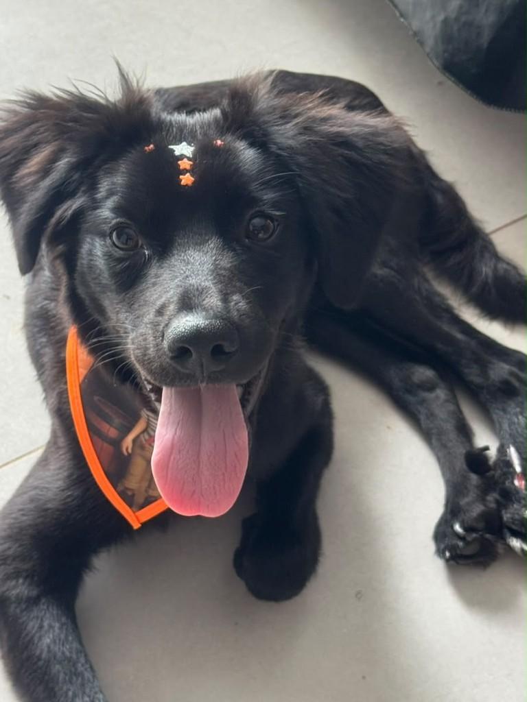 Jorge, cachorro de porte médio para adoção em Goiânia - GO — foto 2 de 5