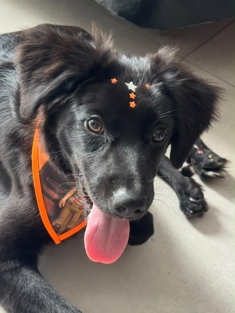 Jorge, cachorro de porte médio para adoção em Goiânia - GO — foto 3 de 5