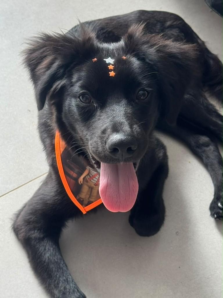 Jorge, cachorro de porte médio para adoção em Goiânia - GO — foto 4 de 5