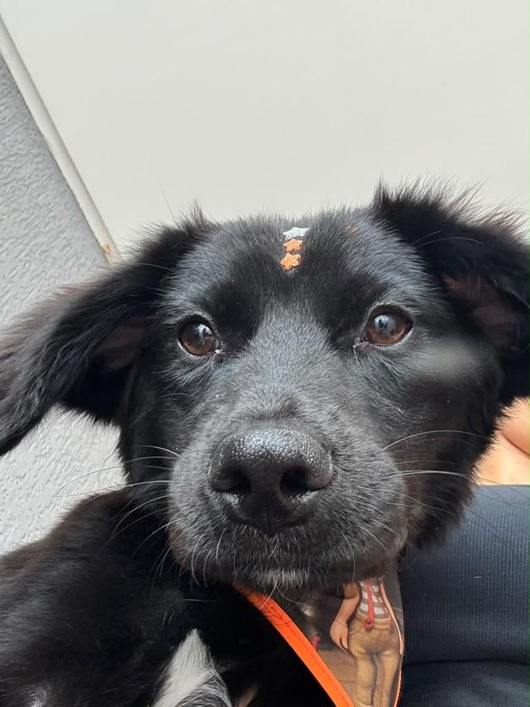 Jorge, cachorro de porte médio para adoção em Goiânia - GO — foto 5 de 5