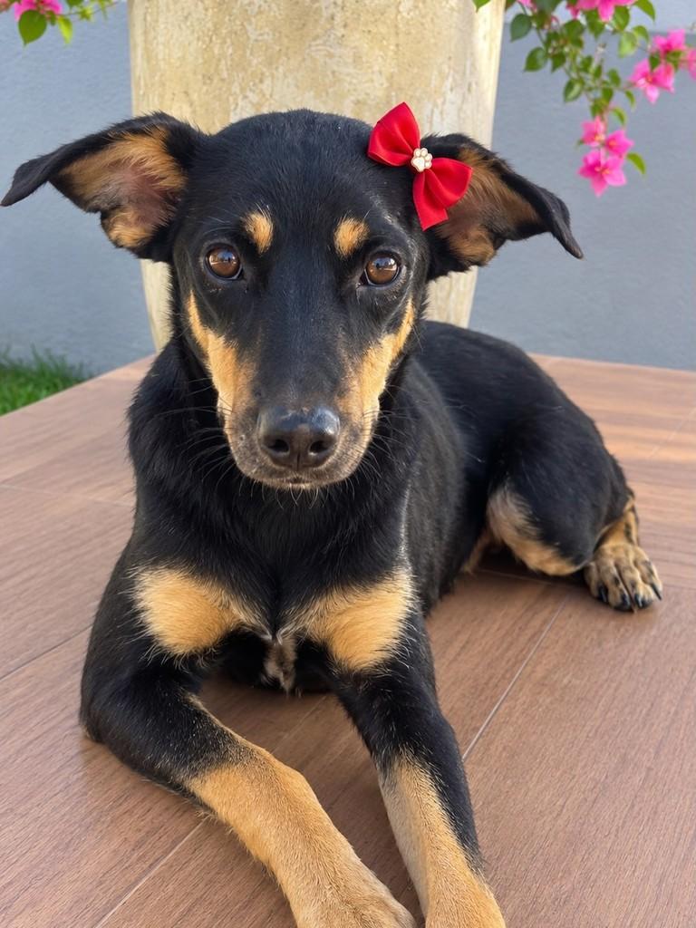 Cacau, cadela de porte médio para adoção em Goiânia - GO — foto 2 de 4