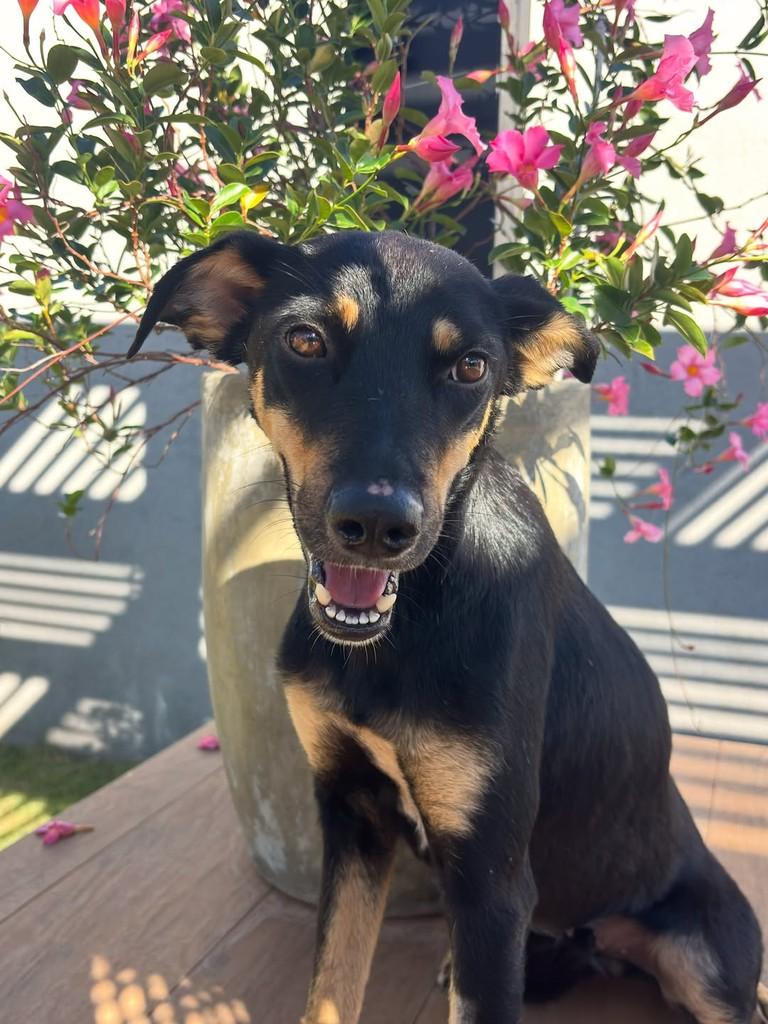 Cacau, cadela de porte médio para adoção em Goiânia - GO — foto 4 de 4