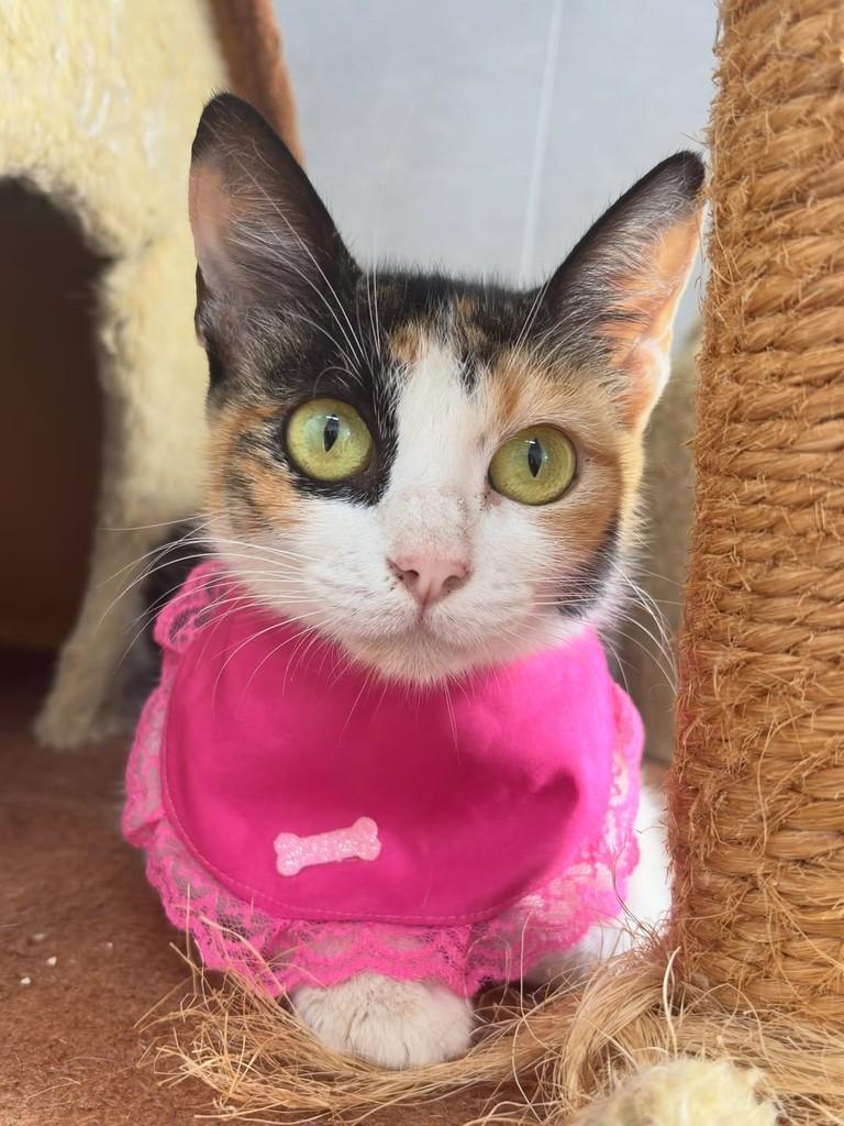 Nix, gata de porte pequeno para adoção em Goiânia - GO