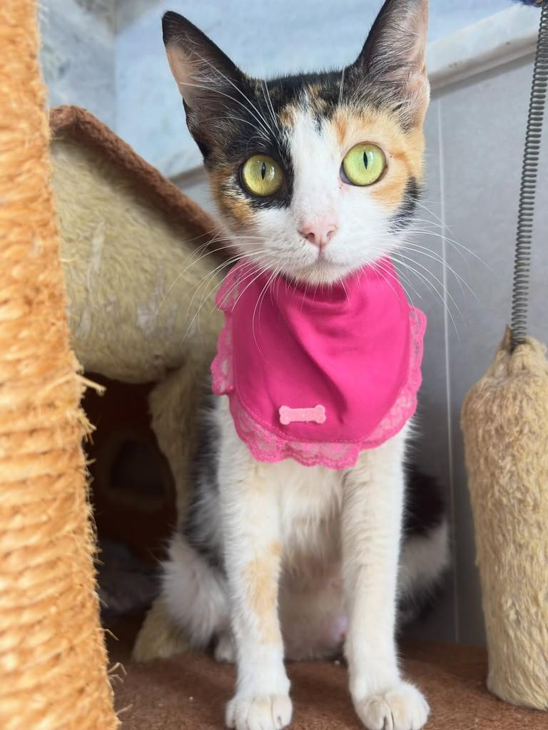 Nix, gata de porte pequeno para adoção em Goiânia - GO — foto 2 de 8