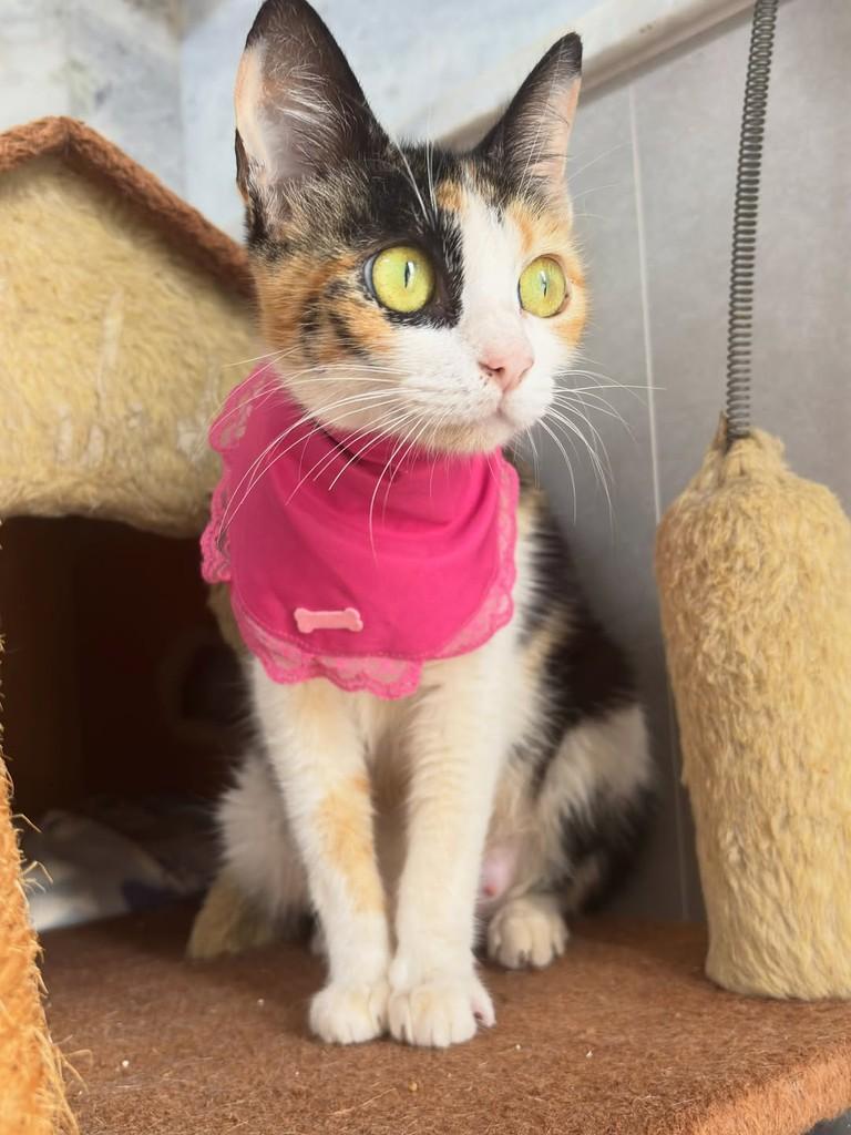 Nix, gata de porte pequeno para adoção em Goiânia - GO — foto 3 de 8