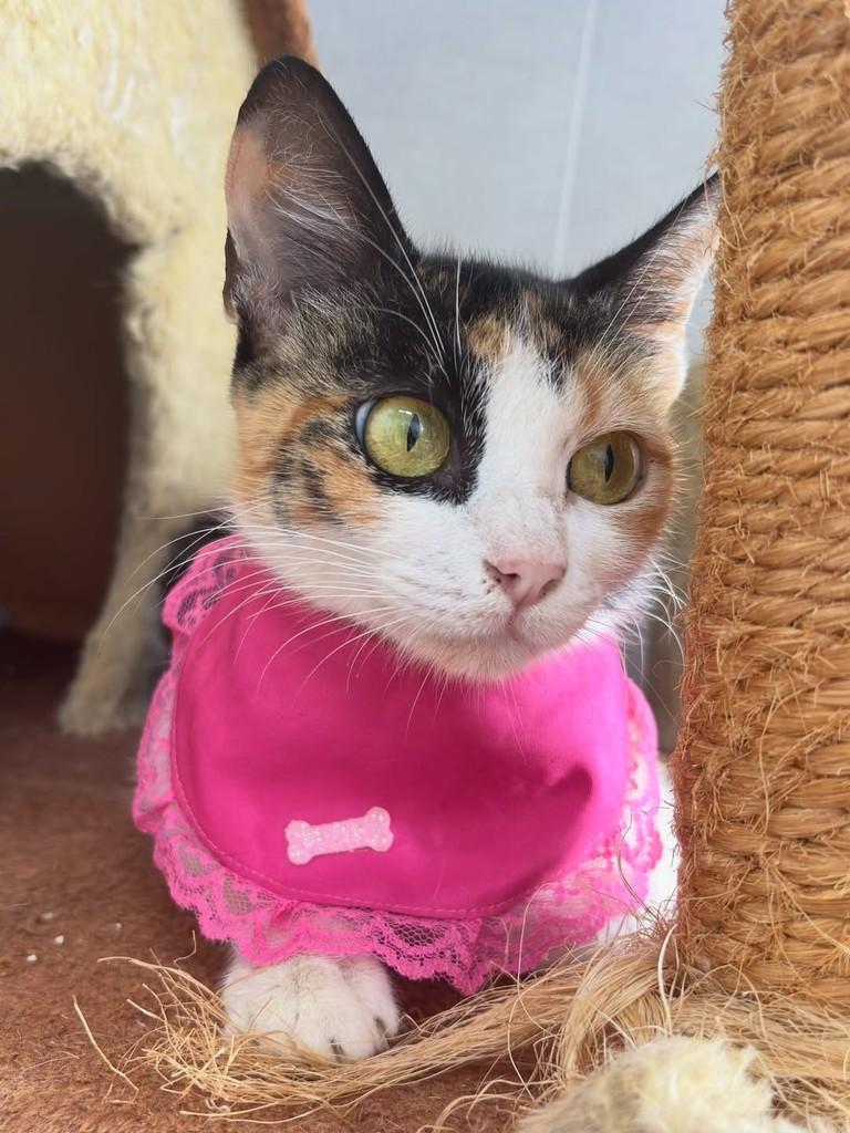 Nix, gata de porte pequeno para adoção em Goiânia - GO — foto 4 de 8