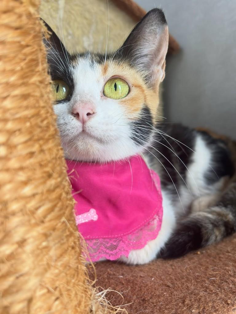 Nix, gata de porte pequeno para adoção em Goiânia - GO — foto 5 de 8