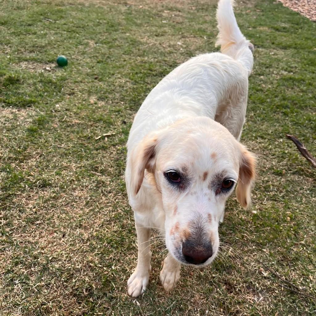 Pipoca, cachorro de porte médio para adoção em Goiânia - GO — foto 3 de 6