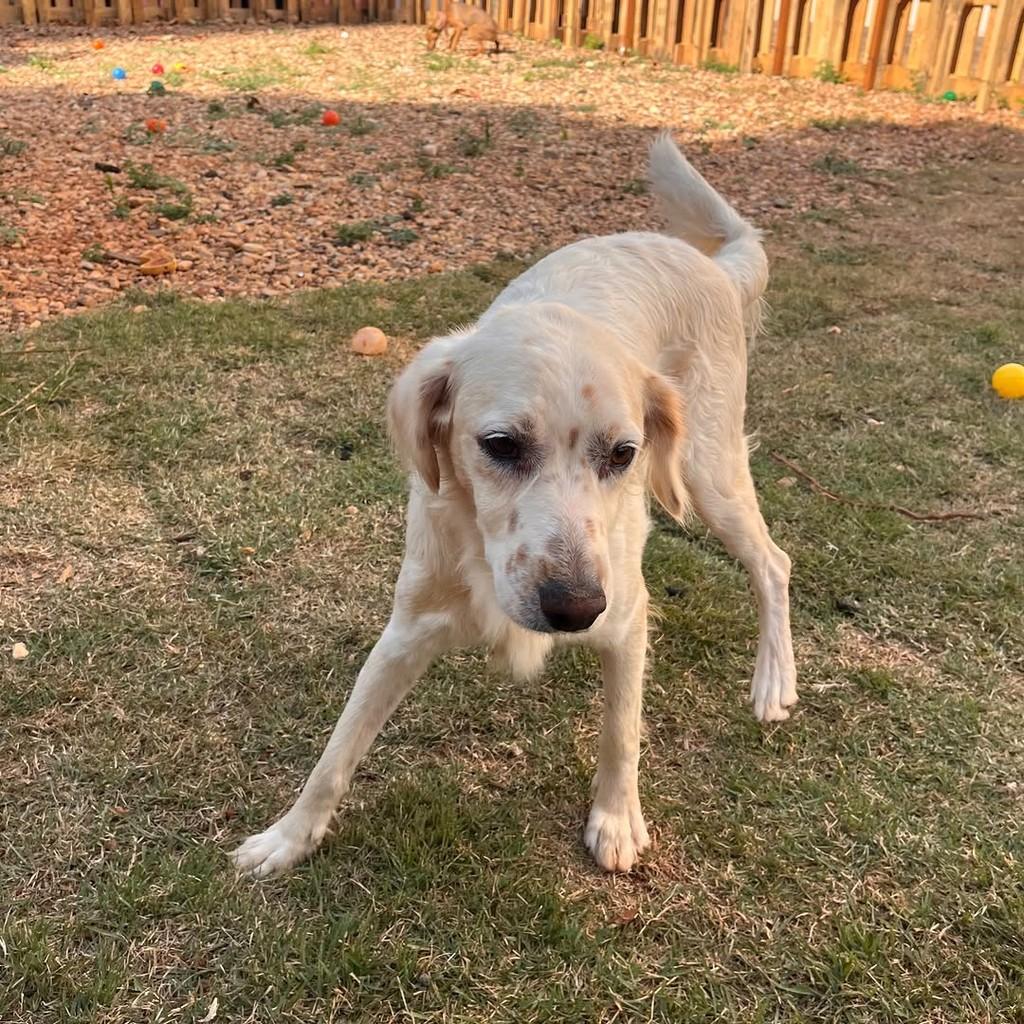 Pipoca, cachorro de porte médio para adoção em Goiânia - GO — foto 4 de 6