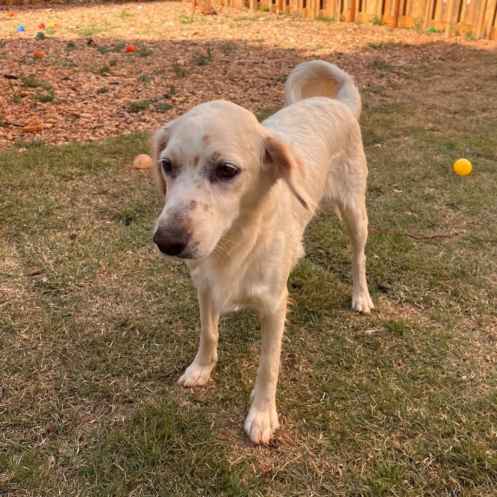 Pipoca, cachorro de porte médio para adoção em Goiânia - GO — foto 5 de 6