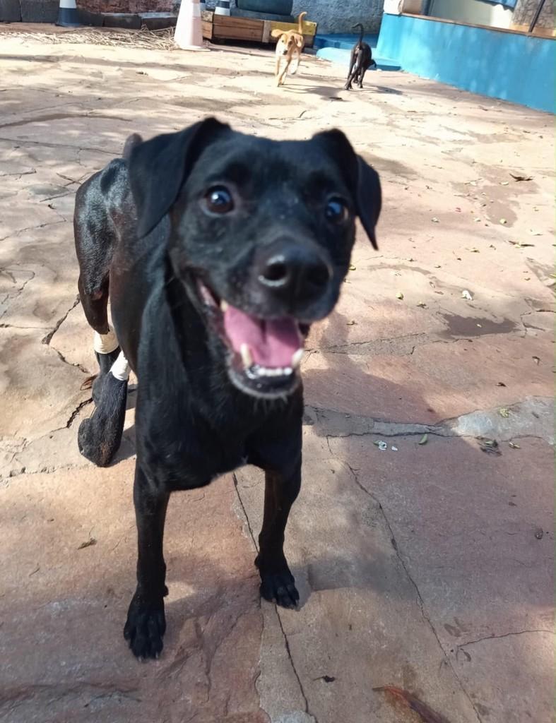 Bentinho, cachorro de porte pequeno para adoção em Goiânia - GO