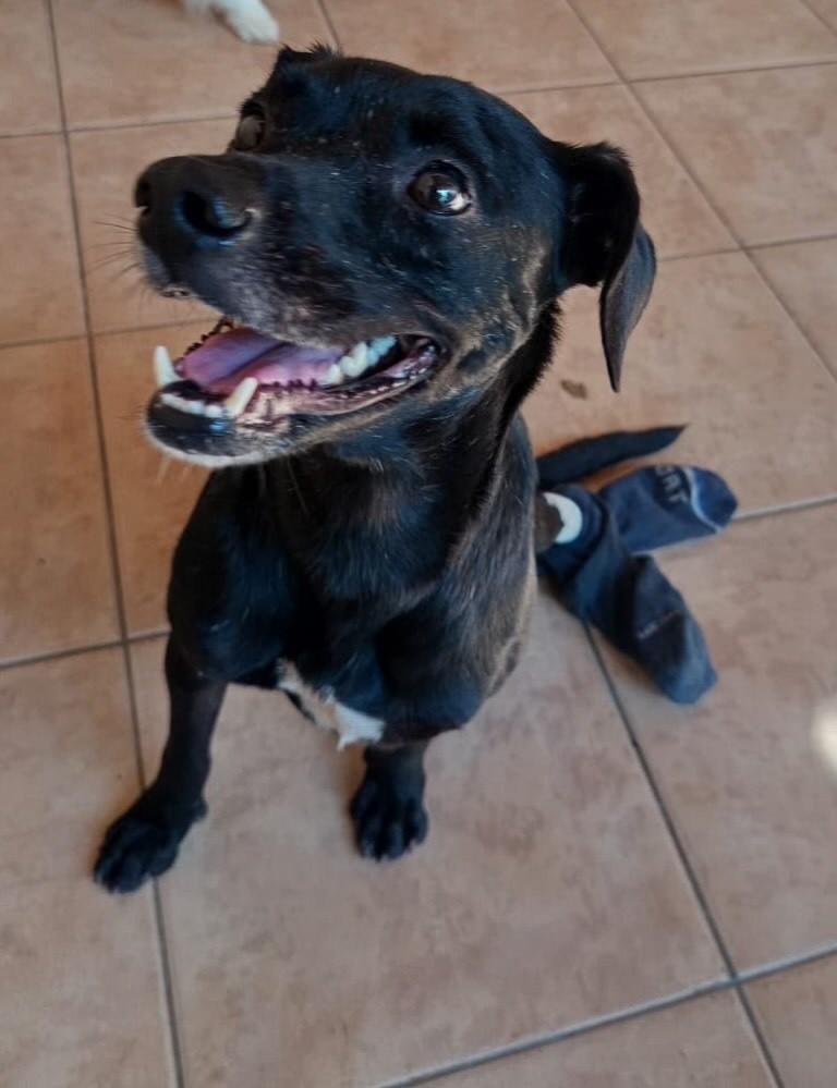 Bentinho, cachorro de porte pequeno para adoção em Goiânia - GO — foto 2 de 6