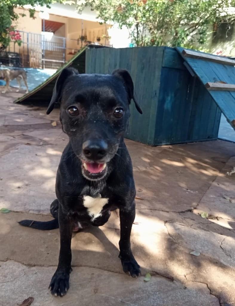 Bentinho, cachorro de porte pequeno para adoção em Goiânia - GO — foto 3 de 6