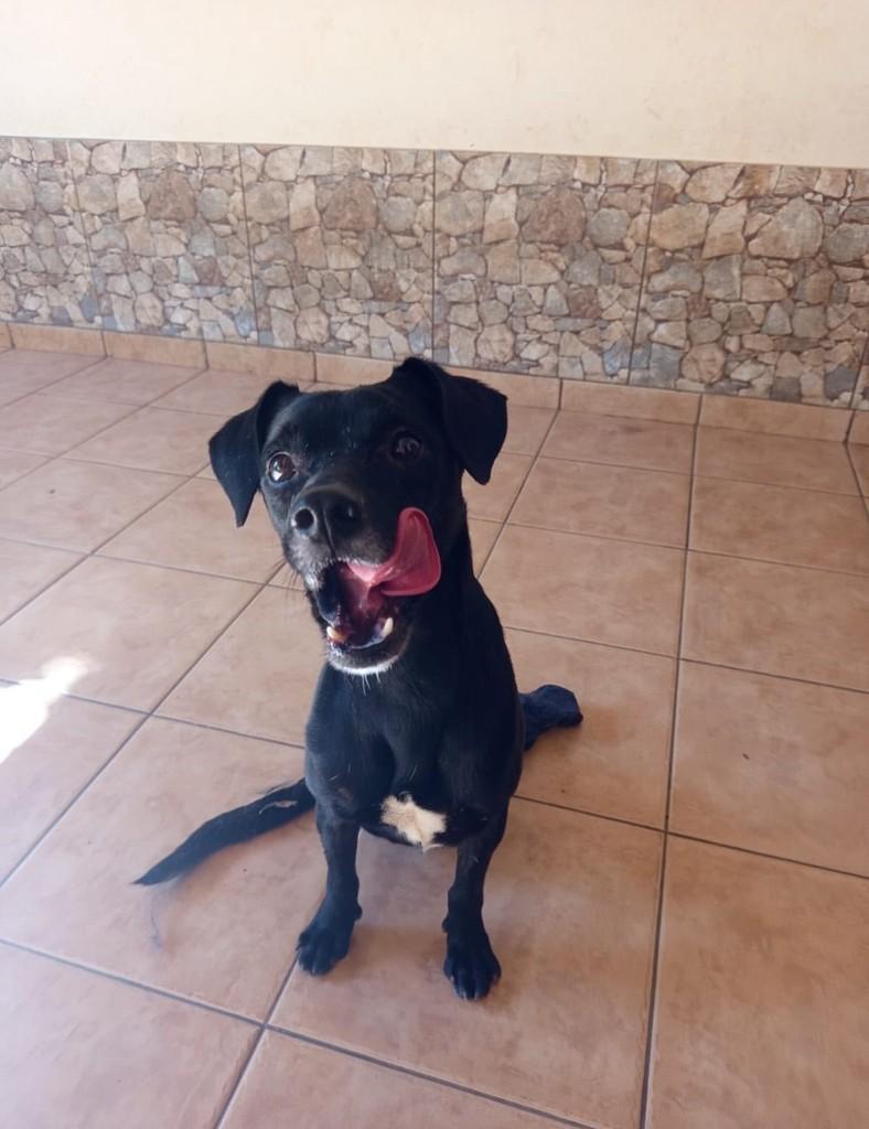 Bentinho, cachorro de porte pequeno para adoção em Goiânia - GO — foto 4 de 6