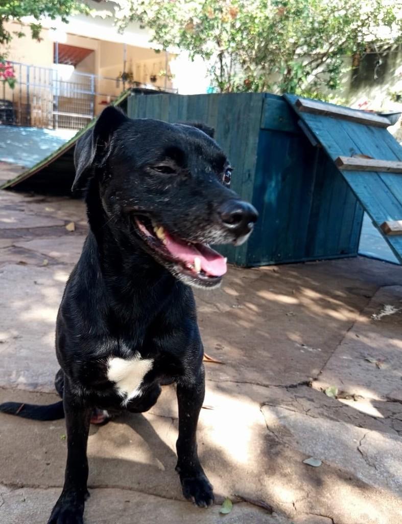 Bentinho, cachorro de porte pequeno para adoção em Goiânia - GO — foto 5 de 6