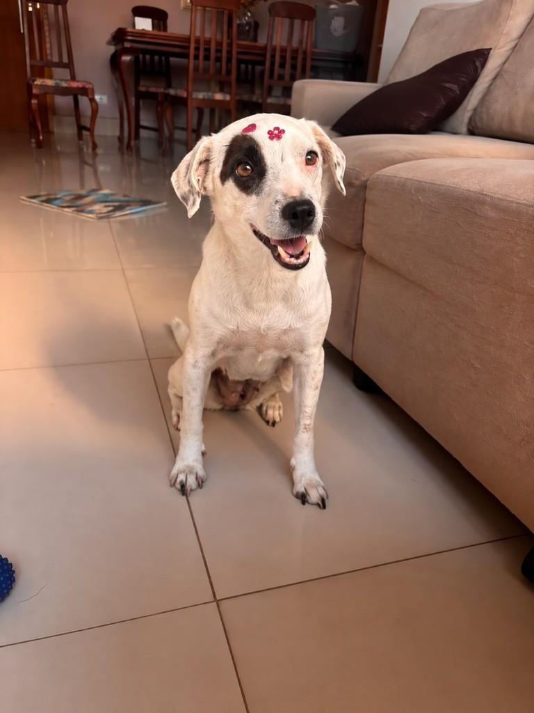 Branquinha, cadela de porte médio para adoção em Goiânia - GO
