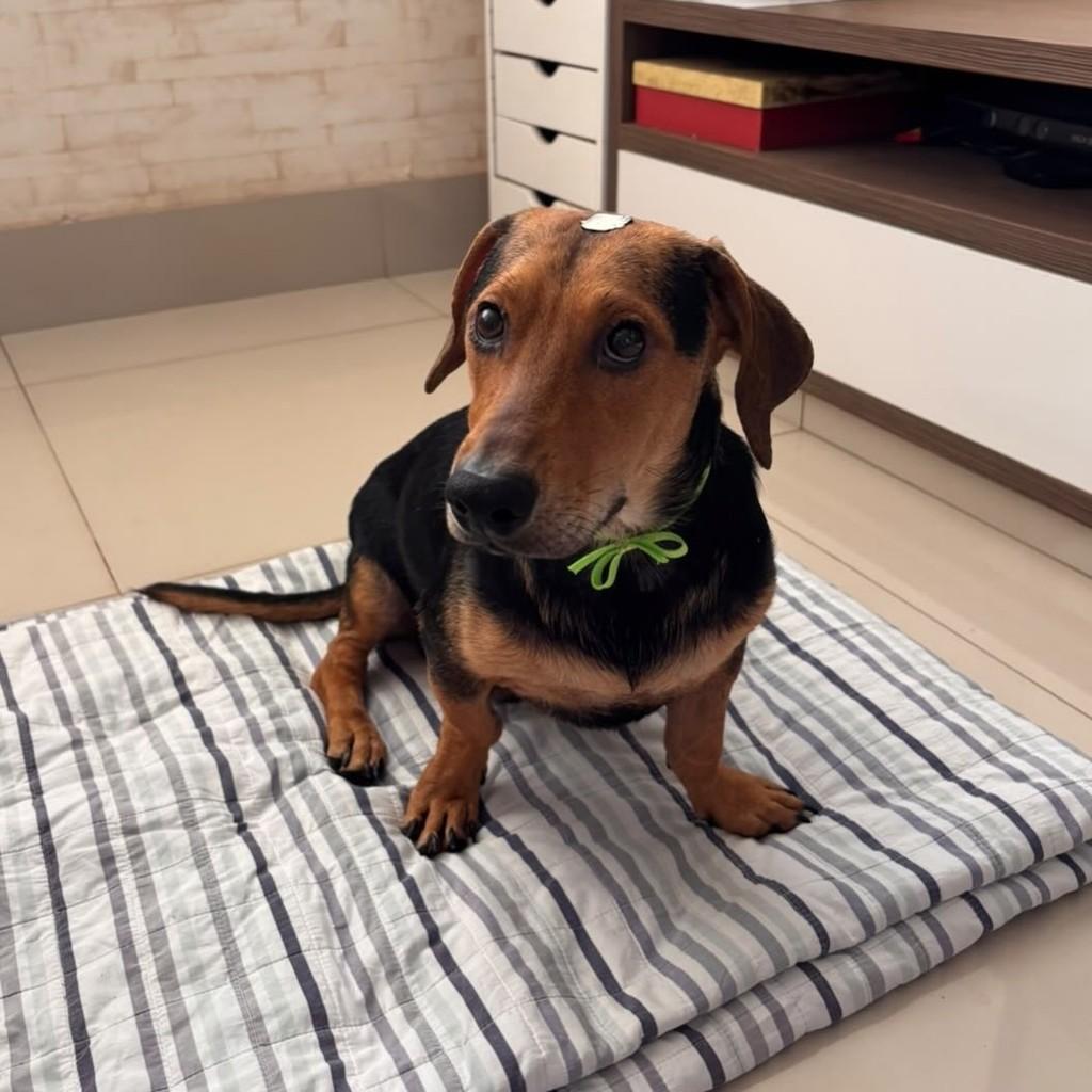 Afonso, cachorro de porte pequeno para adoção em Goiânia - GO