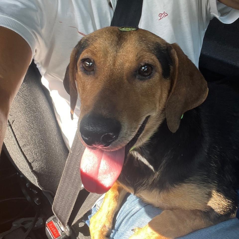 Afonso, cachorro de porte pequeno para adoção em Goiânia - GO — foto 2 de 5