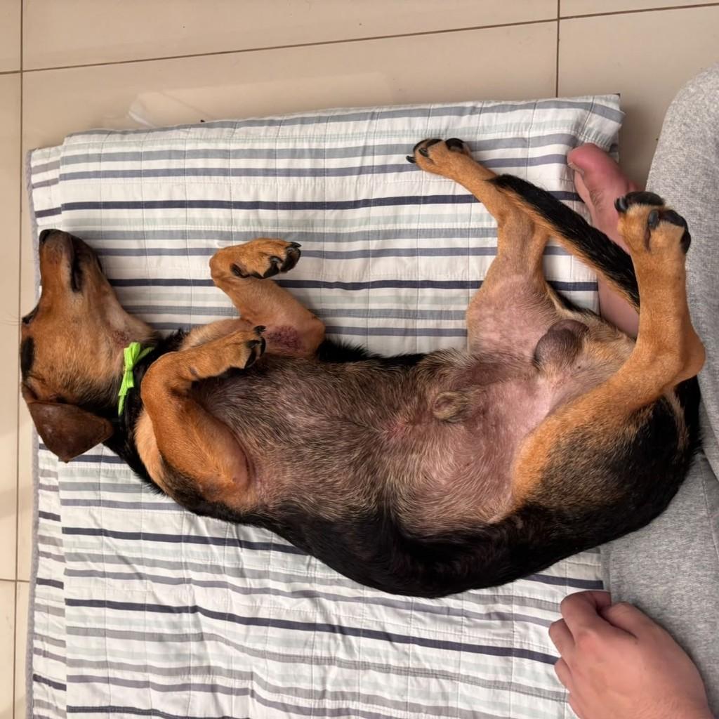 Afonso, cachorro de porte pequeno para adoção em Goiânia - GO — foto 3 de 5