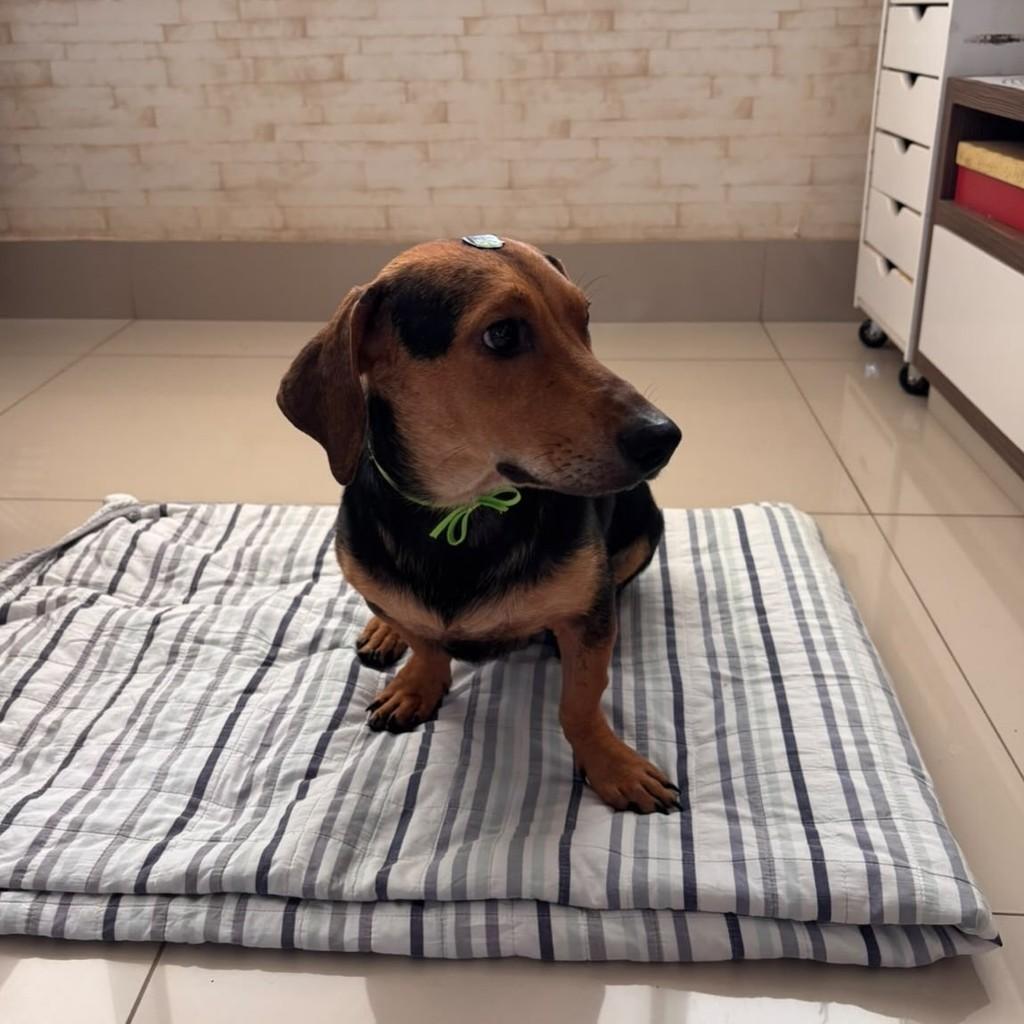 Afonso, cachorro de porte pequeno para adoção em Goiânia - GO — foto 4 de 5