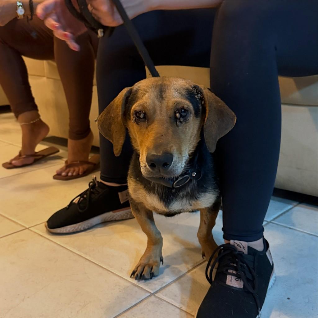 Afonso, cachorro de porte pequeno para adoção em Goiânia - GO — foto 5 de 5