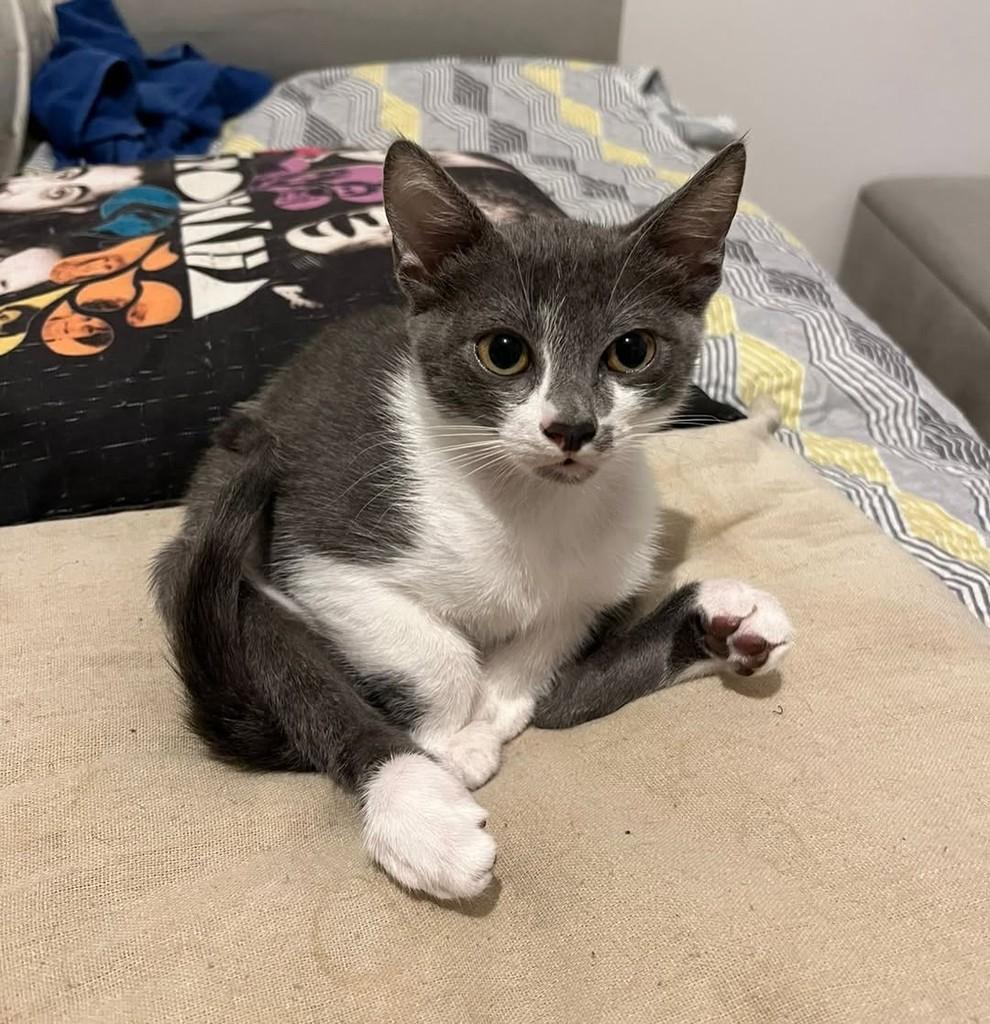 Romã, gato de porte pequeno para adoção em Porto Alegre - RS