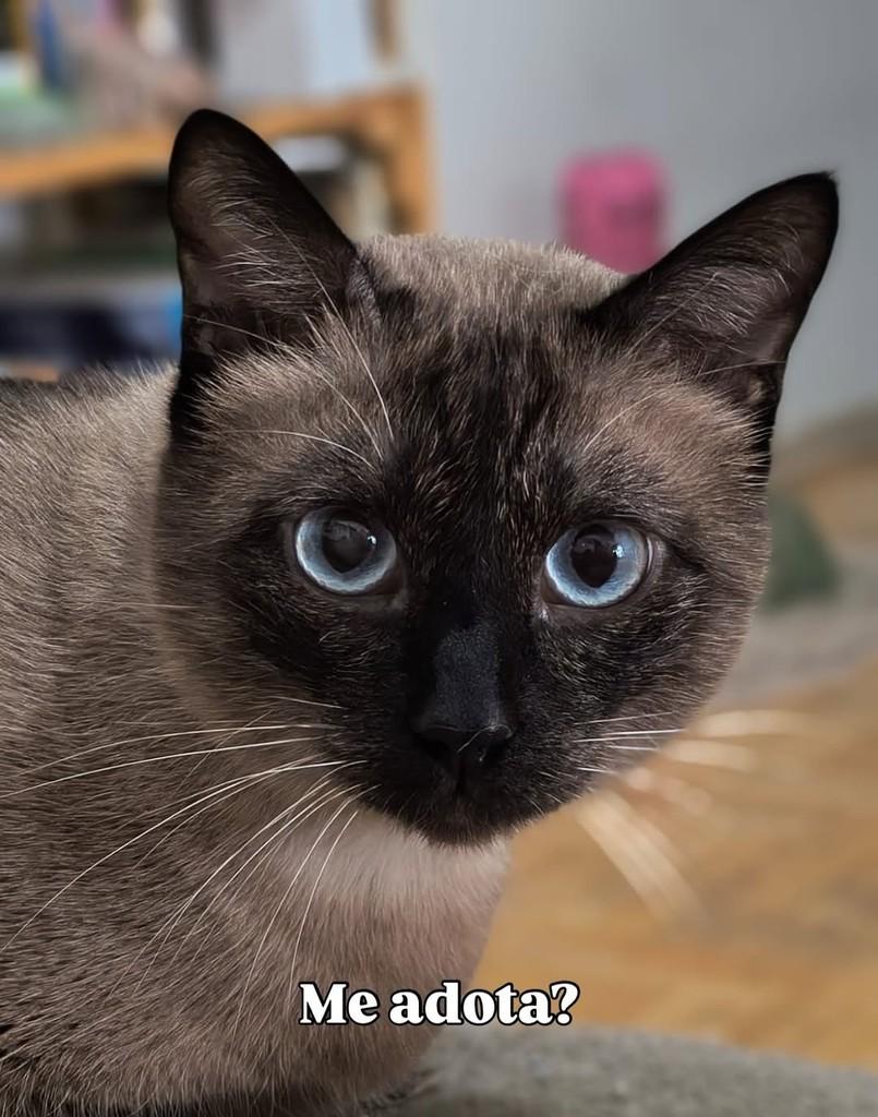 Vesgo, gato para adoção em Porto Alegre - RS