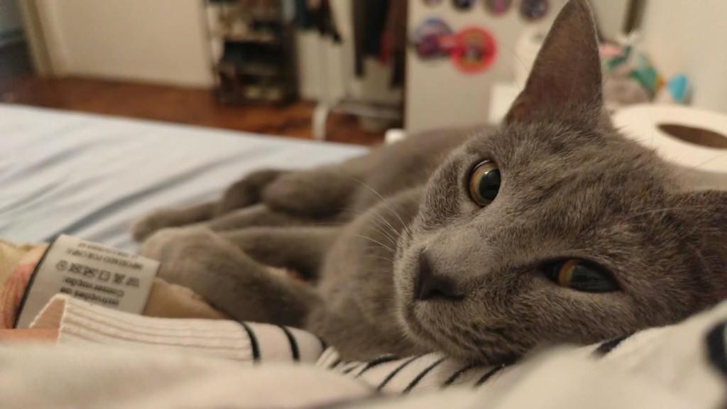 Aveia, gata de porte pequeno para adoção em Porto Alegre - RS