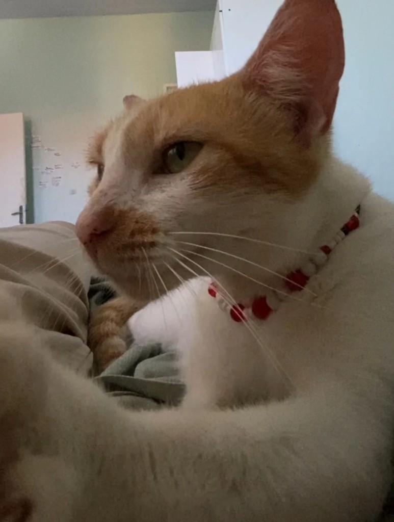 Garinha, gata de porte pequeno para adoção em Itapipoca - CE