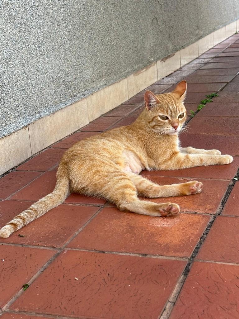 Mingau, gata de porte médio para adoção em Patos de Minas - MG