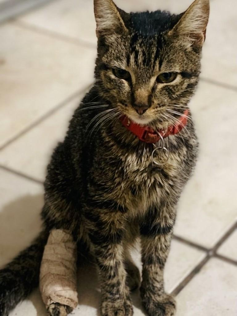 Xaninho, gato de porte pequeno para adoção em Patos de Minas - MG