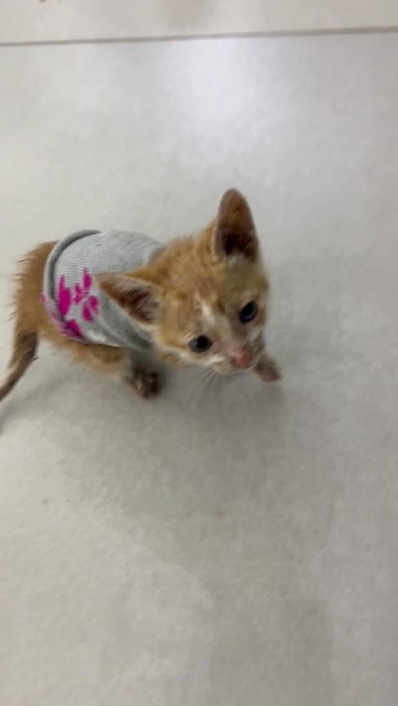 Luff, gato de porte pequeno para adoção em Patos de Minas - MG