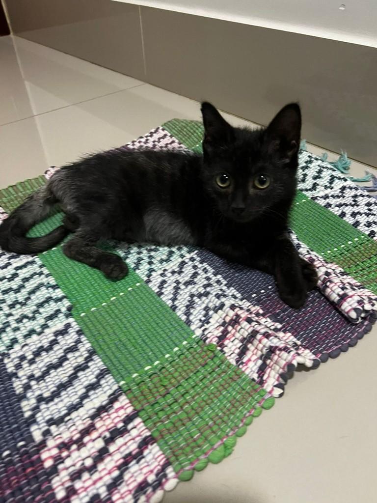 Meia Noite, gato de porte pequeno para adoção em Patos de Minas - MG