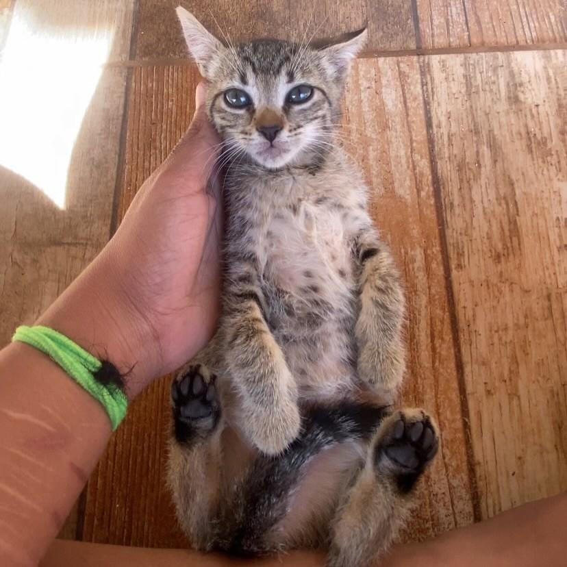 Tigradinha, gata de porte pequeno para adoção em Patos de Minas - MG