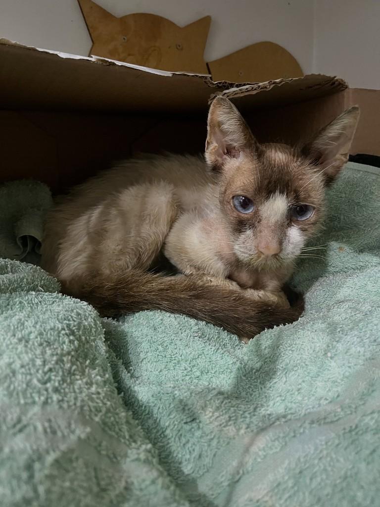 Celestino, gato de porte pequeno para adoção em Patos de Minas - MG