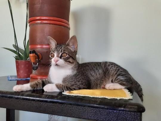 Tom, gato de porte pequeno para adoção em Patos de Minas - MG