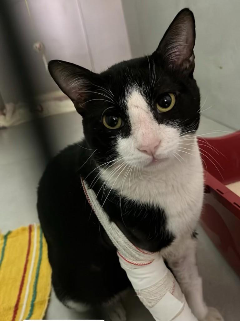 Pirlo, gato de porte grande para adoção em Patos de Minas - MG