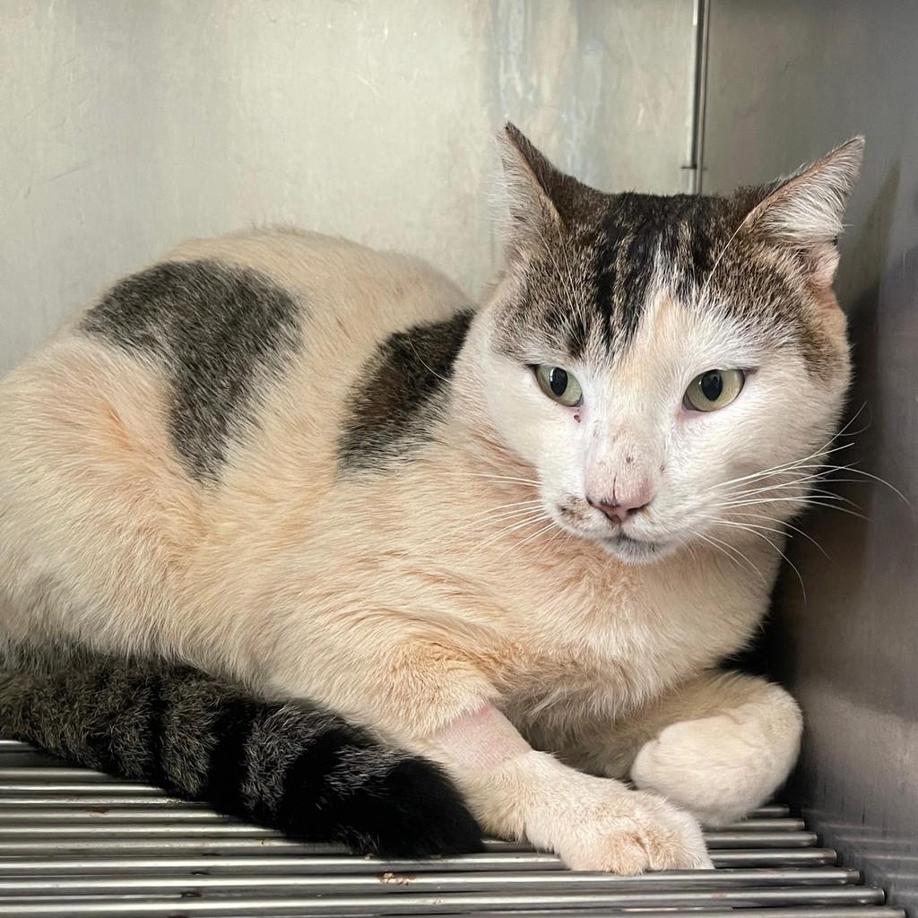 Alfredo, gato de porte médio para adoção em Patos de Minas - MG