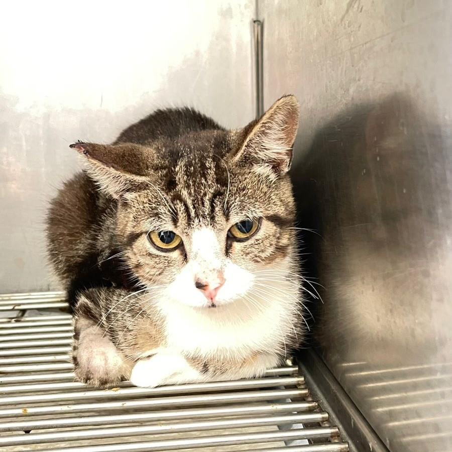 Jerry, gato de porte pequeno para adoção em Patos de Minas - MG