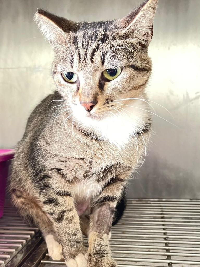 Flor, gato de porte pequeno para adoção em Patos de Minas - MG