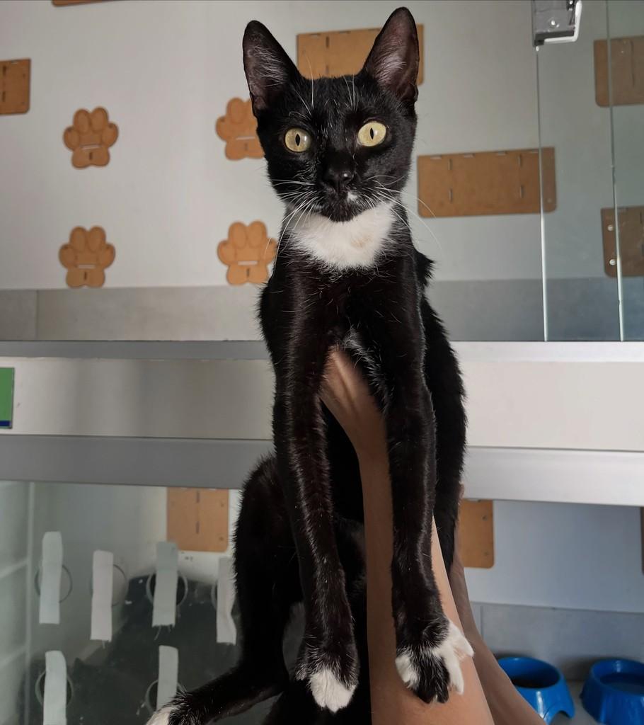 Amora, gata de porte pequeno para adoção em Patos de Minas - MG