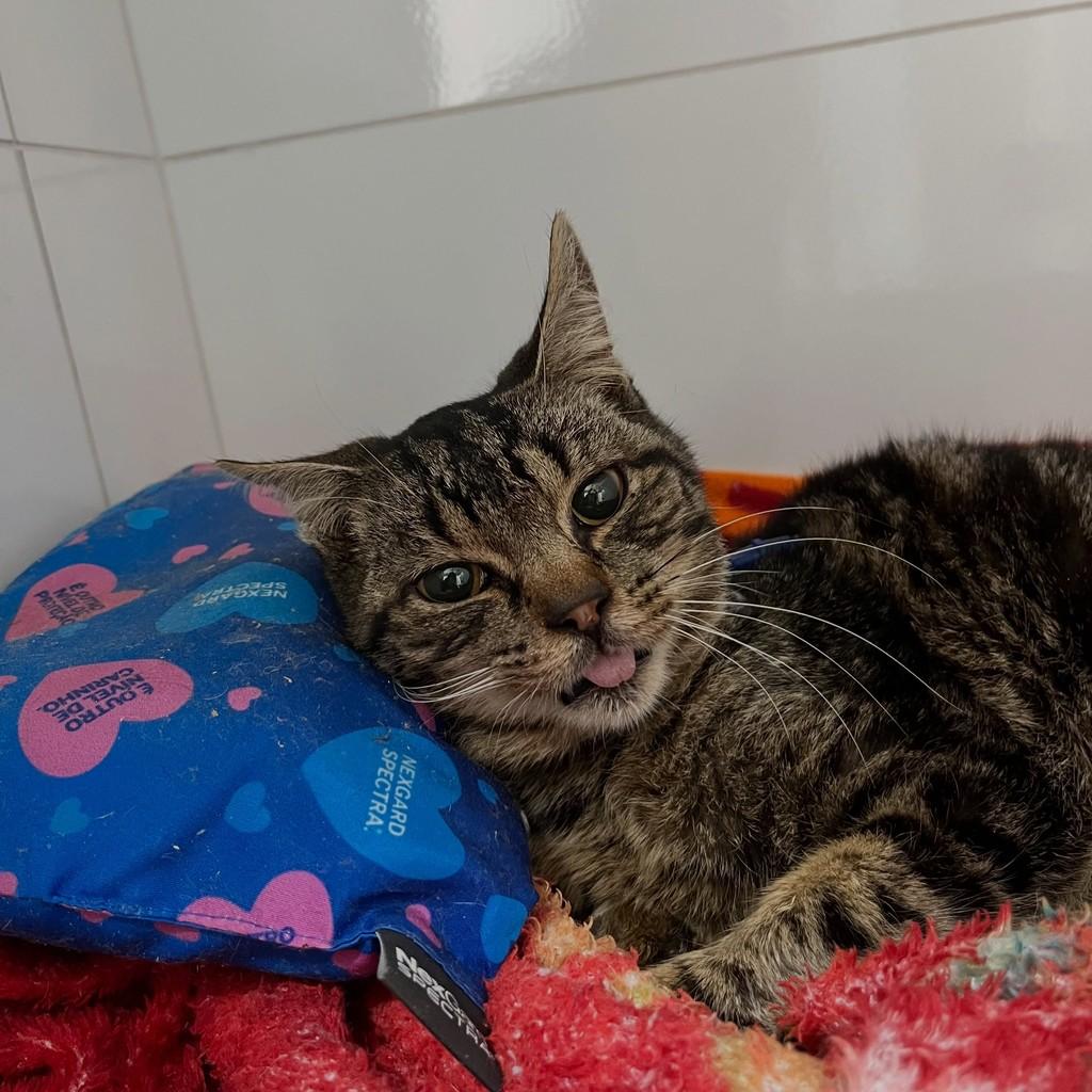 Luan Santana, gato de porte médio para adoção em Patos de Minas - MG