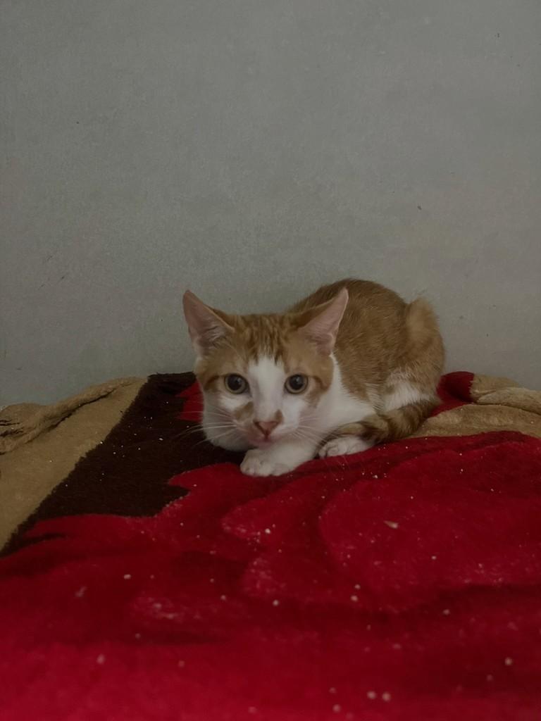 Joaquim, gato de porte pequeno para adoção em Patos de Minas - MG
