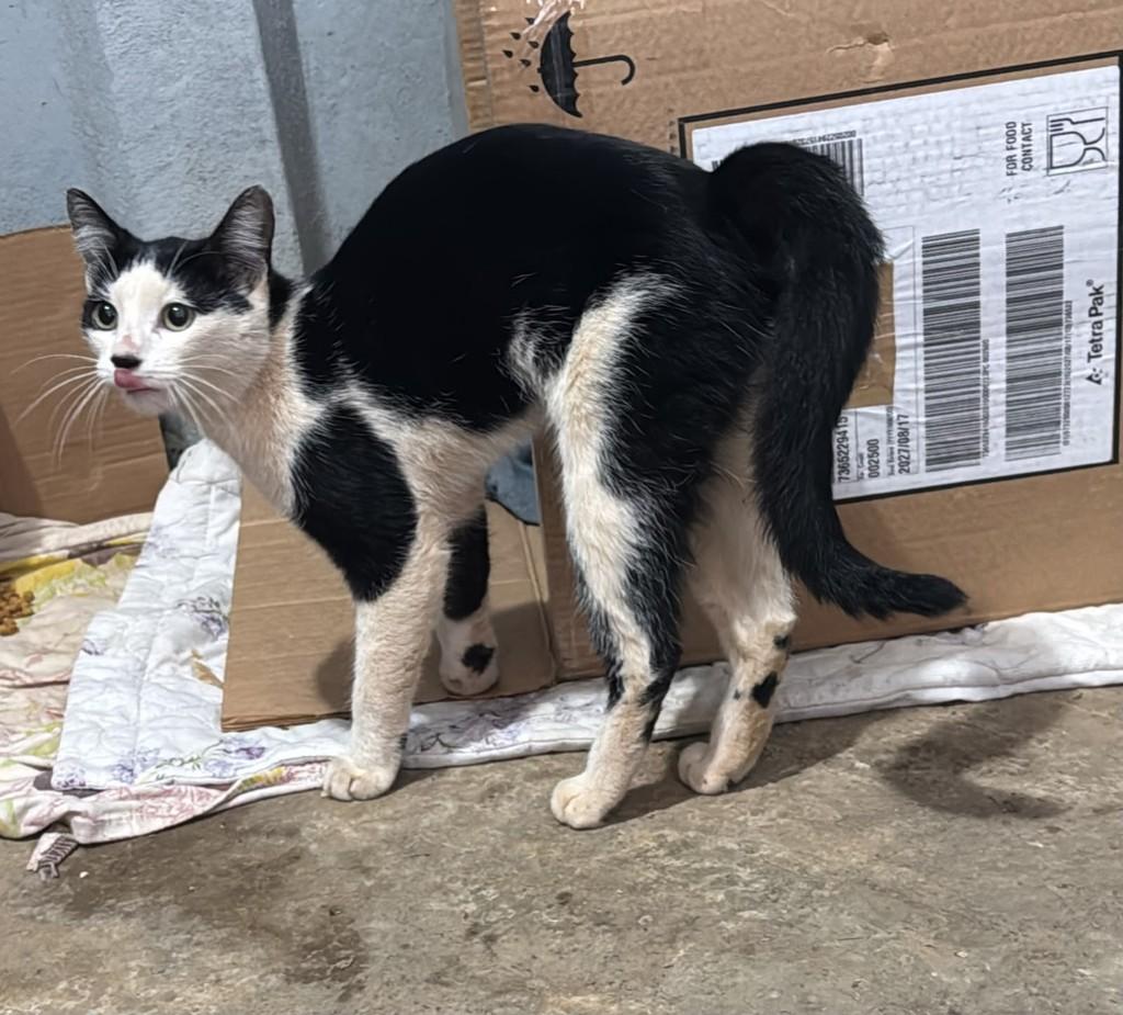 Frajolinha, gata de porte pequeno para adoção em Patos de Minas - MG