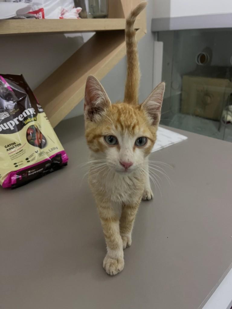 Milo, gato de porte pequeno para adoção em Patos de Minas - MG