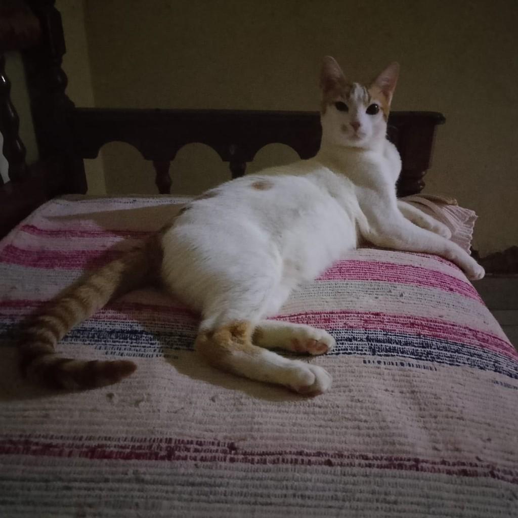 Paçoca, gato de porte médio para adoção em Patos de Minas - MG