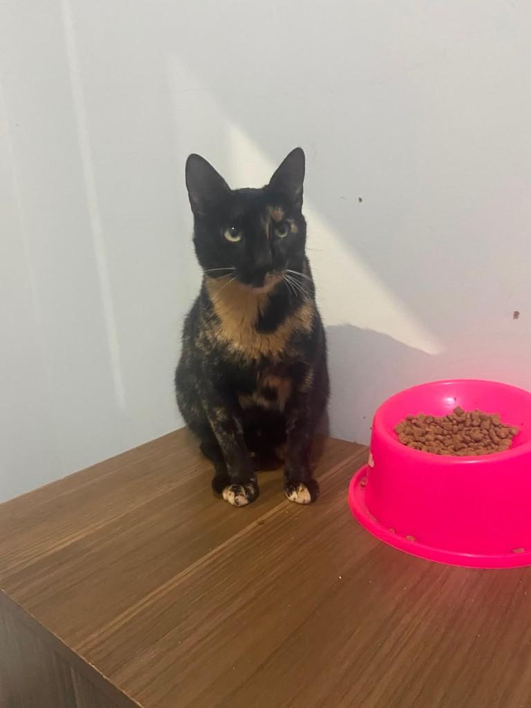 Pretinha, gata de porte médio para adoção em Patos de Minas - MG
