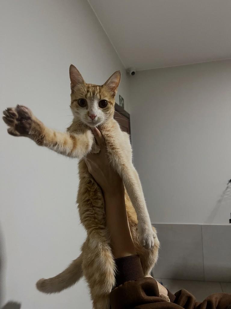 Oracio, gato de porte pequeno para adoção em Patos de Minas - MG
